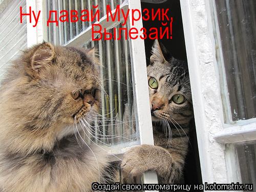 Котоматрица: Ну давай Мурзик, Вылезай!