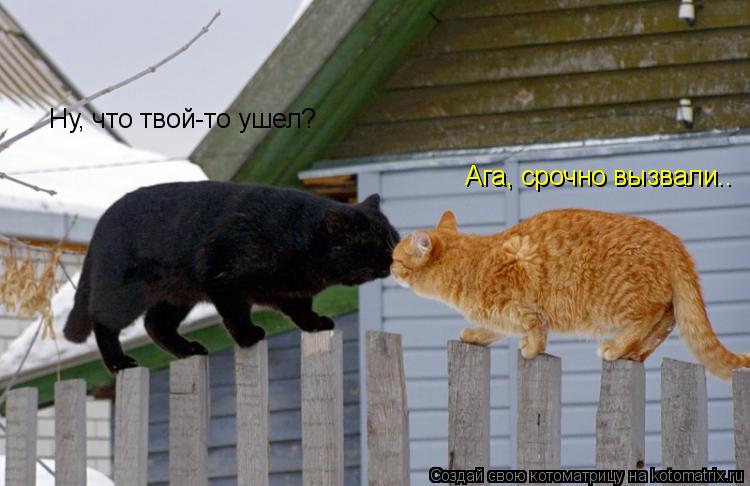 Котоматрица: Ну, что твой-то ушел? Ага, срочно вызвали..