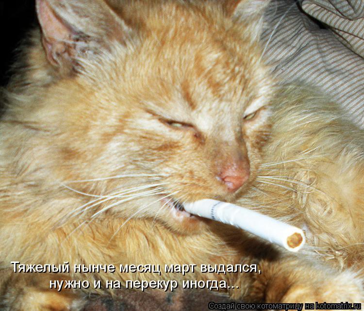 Котоматрица: нужно и на перекур иногда... Тяжелый нынче месяц март выдался,