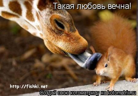 Котоматрица: Такая любовь вечна!