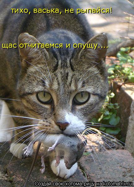 Котоматрица: тихо, васька, не рыпайся! щас отчитаемся и опущу....