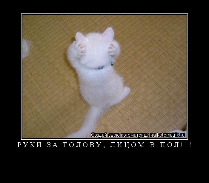 Котоматрица: Руки за голову, лицом в пол!!! 