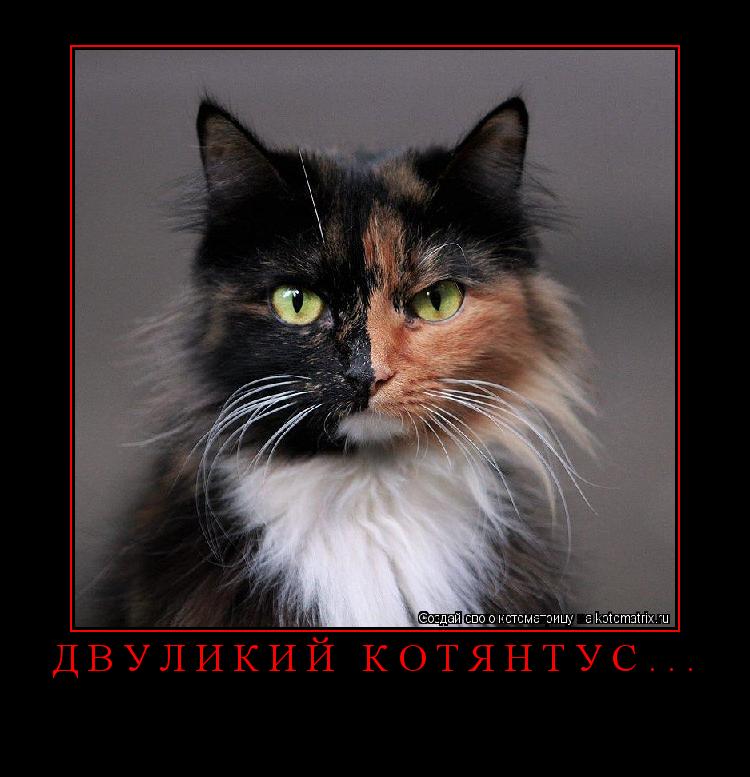 Котоматрица: двуликий КОТЯНТУС... 