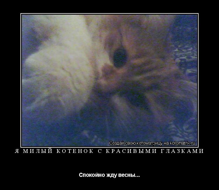 Котоматрица: Я милый котенок с красивыми глазками Спокойно жду весны...
