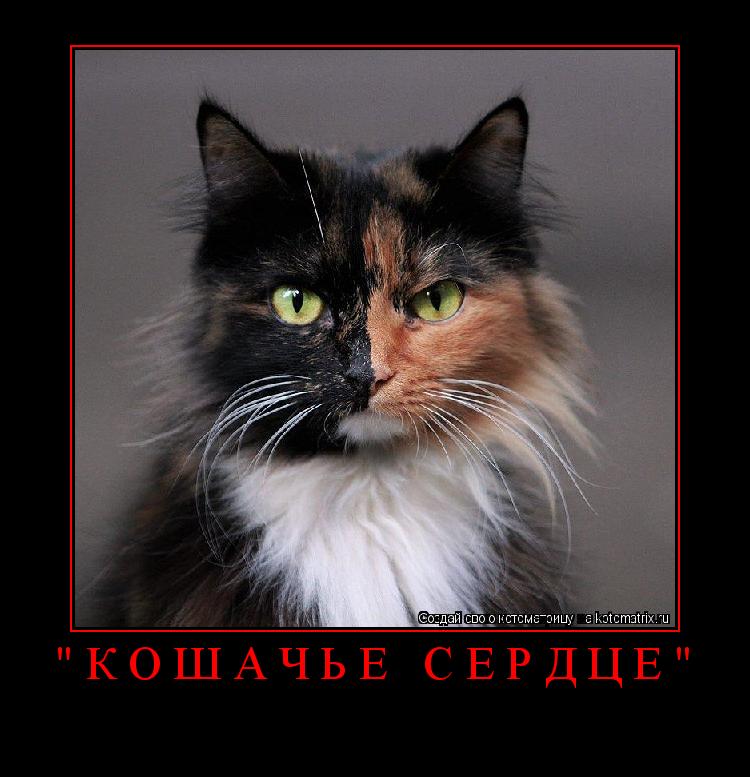 Котоматрица: "кошачье сердце" 