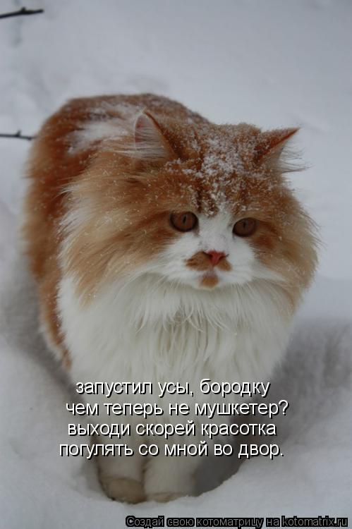 Котоматрица: запустил усы, бородку чем теперь не мушкетер? выходи скорей красотка погулять со мной во двор.