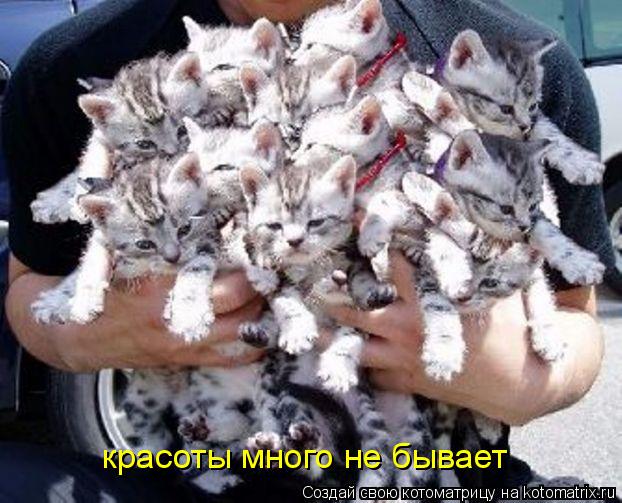 Котоматрица: красоты много не бывает