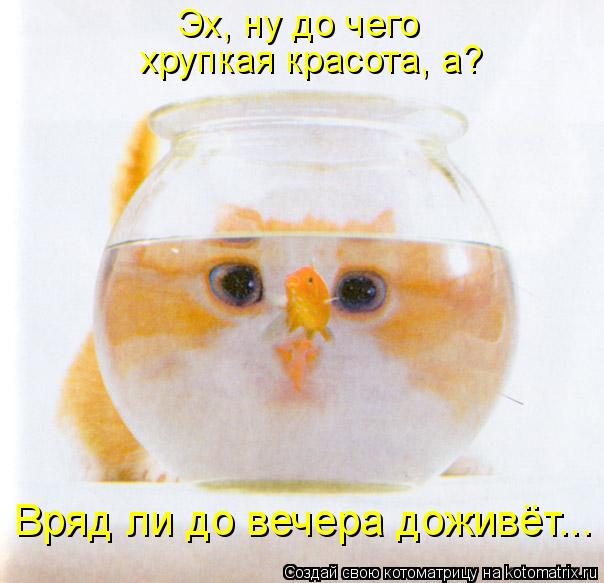 Котоматрица: Эх, ну до чего  хрупкая красота, а? Вряд ли до вечера доживёт...