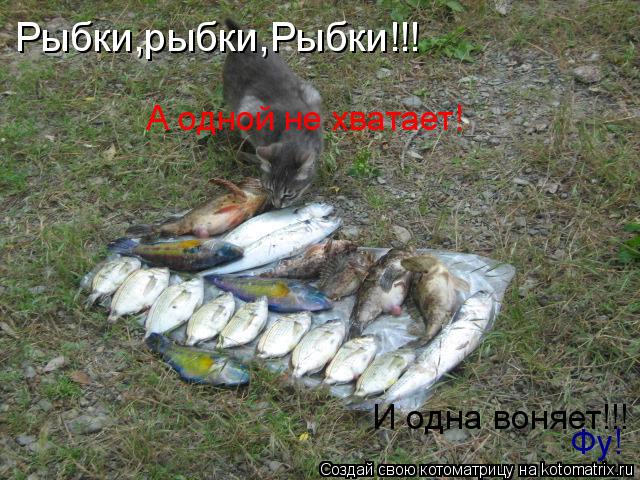 Котоматрица: Рыбки,рыбки,Рыбки!!! А одной не хватает! И одна воняет!!! Фу! Фу!