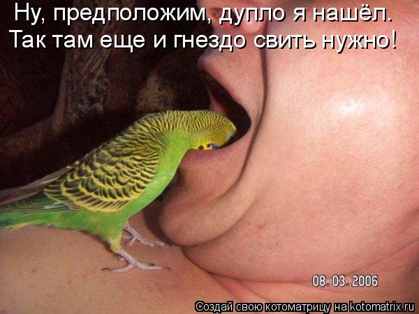 Котоматрица: Ну, предположим, дупло я нашёл. Так там еще и гнездо свить нужно!