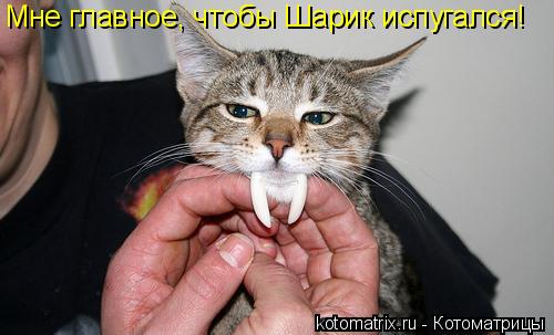 Котоматрица: Мне главное, чтобы Шарик испугался!
