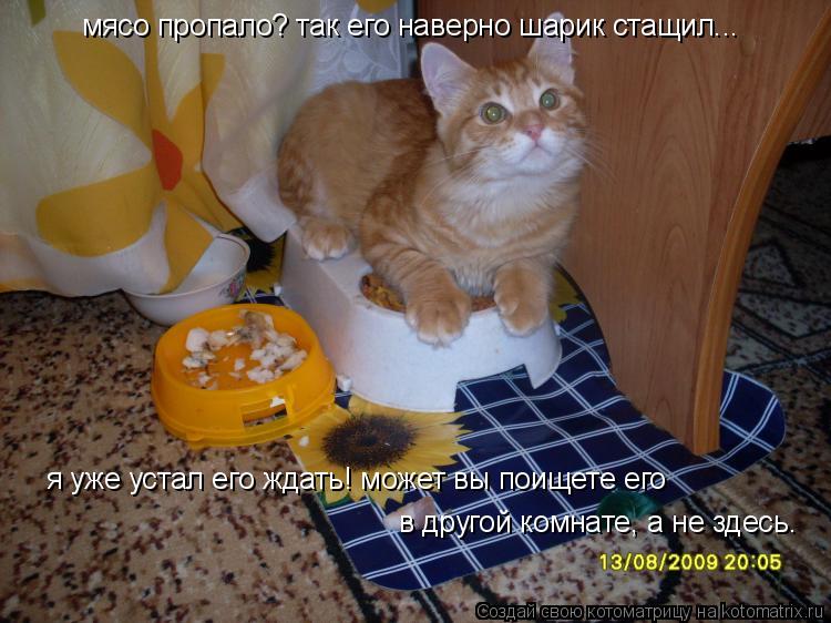 Котоматрица: мясо пропало? так его наверно шарик стащил... я уже устал его ждать! может вы поищете его  в другой комнате, а не здесь.