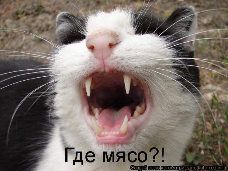 Котоматрица: Где мясо?!