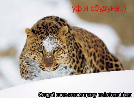 Котоматрица: уф я сбудуна :)