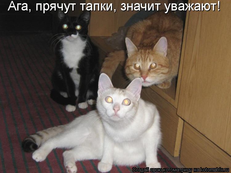 Ага, прячут тапки, значит уважают!... Котоматрица: Ага, прячут тапки, значит уважают!