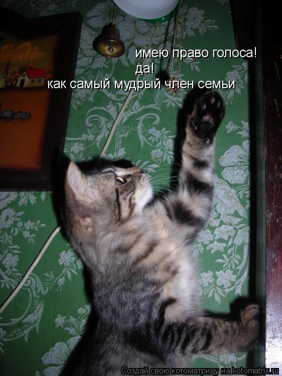 Котоматрица: имею право голоса! да! как самый мудрый член семьи