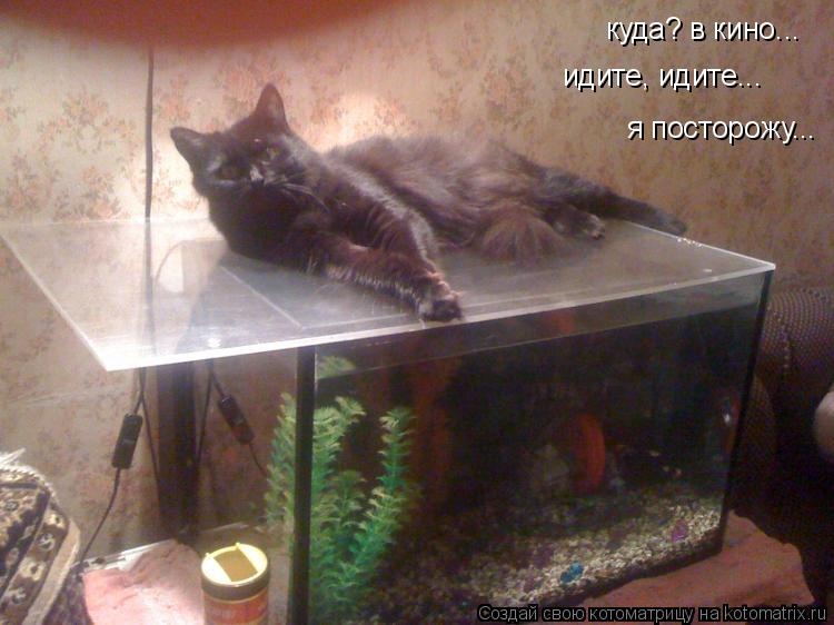 куда? в кино... идите, идите... я посторожу...... Котоматрица: куда? в кино... идите, идите... я посторожу...