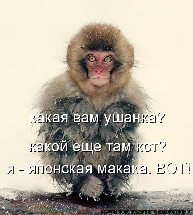 какая вам ушанка? какой еще там кот? я - японская макака. ВОТ!... Котоматрица: какая вам ушанка? какой еще там кот? я - японская макака. ВОТ!