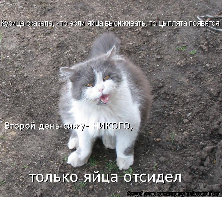 Котоматрица: Курица сказала, что если яйца высиживать, то цыплята появятся Курица сказала, что если яйца высиживать, то цыплята появятся Второй день сиж