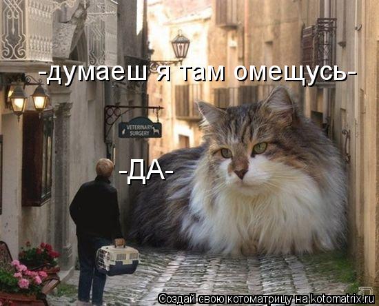 Котоматрица: -думаеш я там омещусь- -ДА-