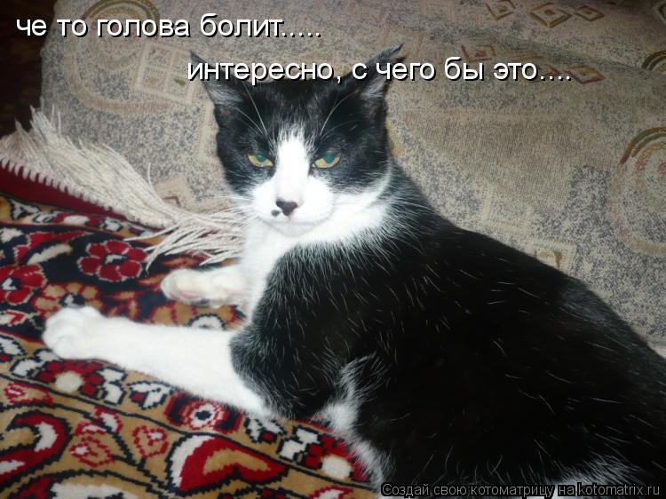 Котоматрица: че то голова болит..... интересно, с чего бы это....