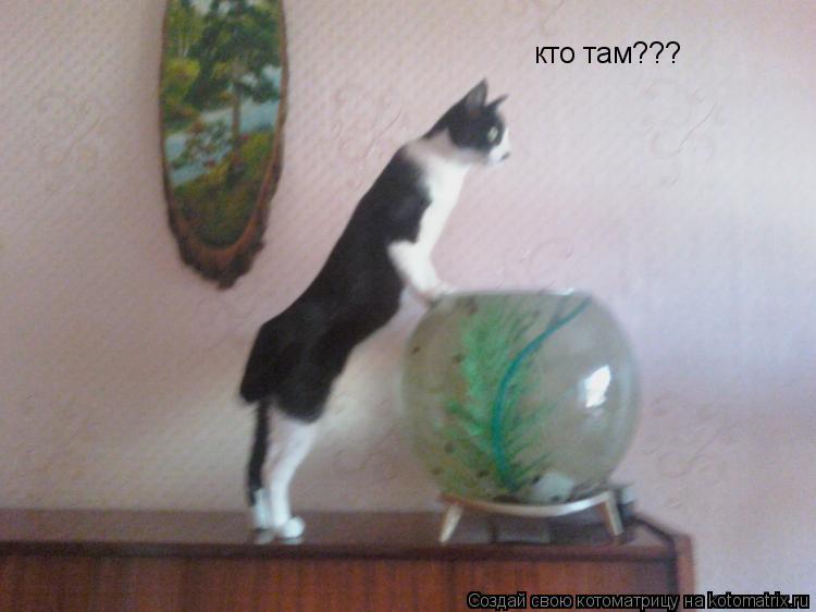 Котоматрица: кто там???