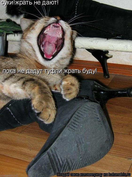 Котоматрица: суки!жрать не дают! пока не дадут туфли жрать буду!