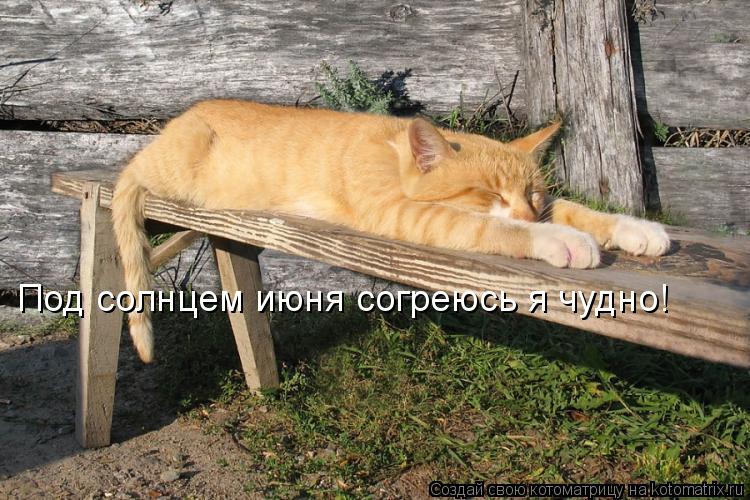 Котоматрица: Под солнцем июня согреюсь я чудно!