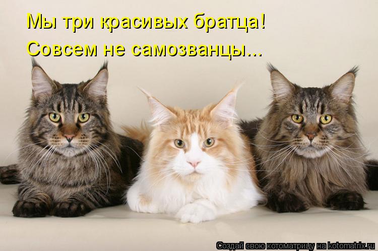 Котоматрица: Мы три красивых братца! Совсем не самозванцы...