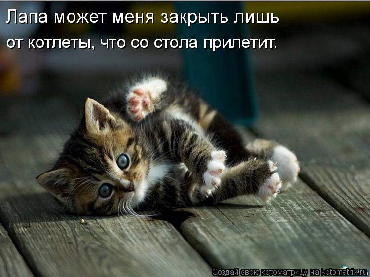 Котоматрица: Лапа может меня закрыть лишь  от котлеты, что со стола прилетит.