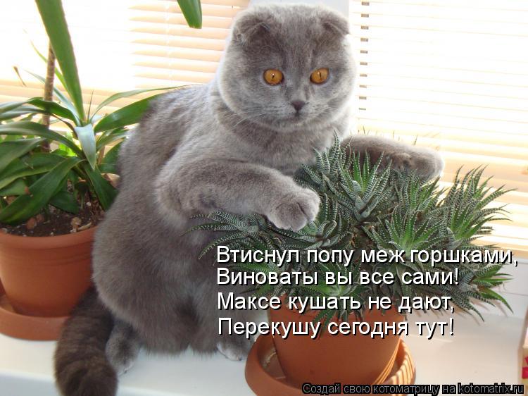 Котоматрица: Виноваты вы все сами! Максе кушать не дают, Перекушу сегодня тут! Перекушу сегодня тут! Втиснул попу меж горшками,