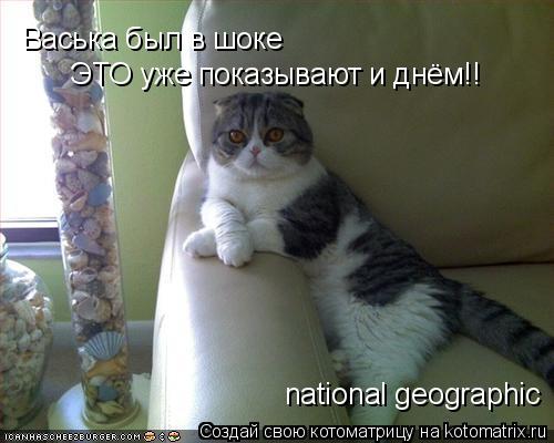 Котоматрица: Васька был в шоке ЭТО уже показывают и днём!! national geographic