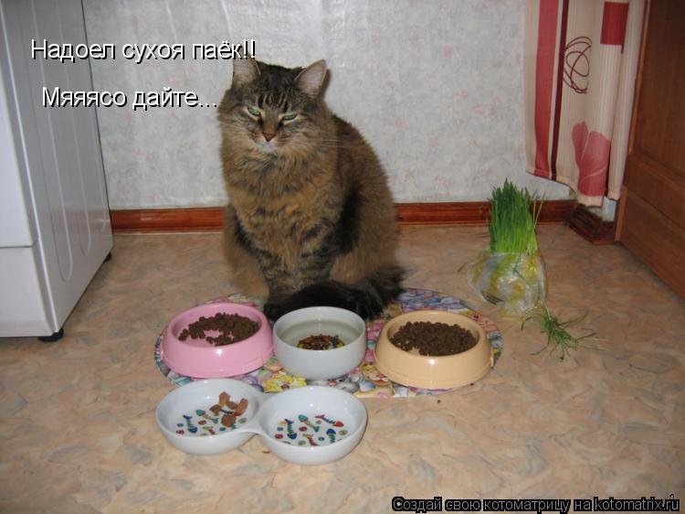 Котоматрица: Надоел сухоя паёк!! Мяяясо дайте...