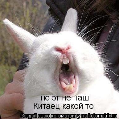 Котоматрица: не эт не наш! Китаец какой то!