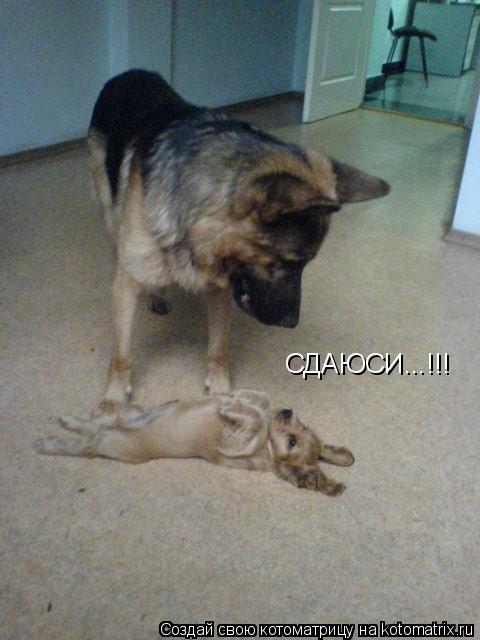 Котоматрица: СДАЮСИ...!!!