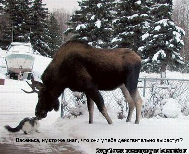 Котоматрица: Васенька, ну кто же знал, что они у тебя действительно вырастут?