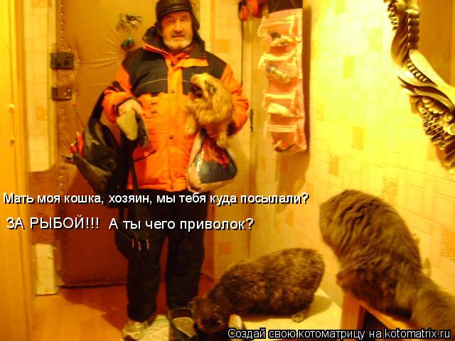 Котоматрица: Мать моя кошка, хозяин, мы тебя куда посылали? ЗА РЫБОЙ!!! А ты чего приволок?