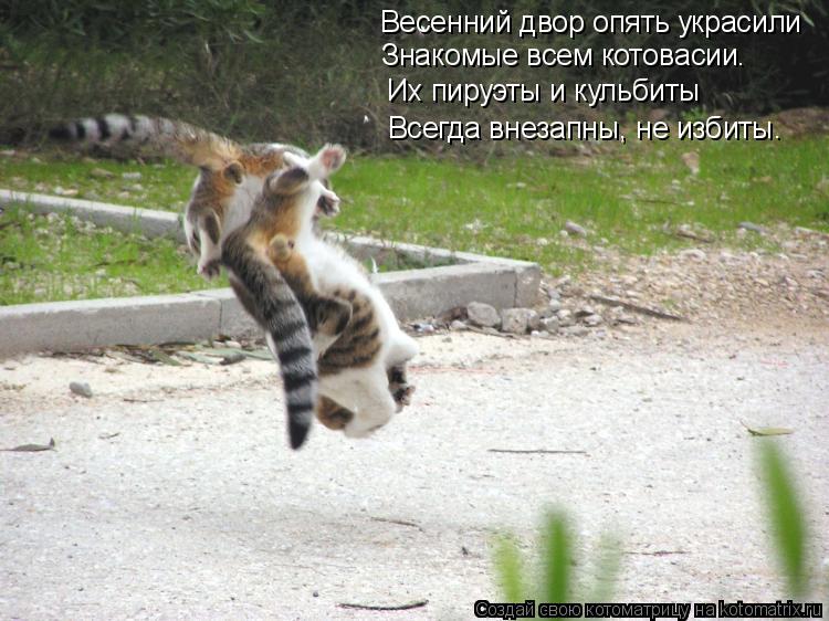 Весенний двор опять украсили Знакомые всем котовасии. Их пируэты и кульбиты Всегда внезапны, не избит... Котоматрица: Весенний двор опять украсили Знакомые всем котовасии. Их пируэты и кульбиты Всегда внезапны, не избиты.
