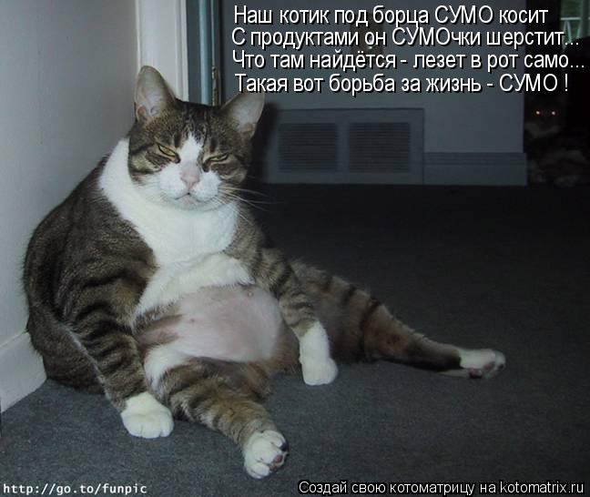 Наш котик под борца СУМО косит С продуктами он СУМОчки шерстит... Такая вот борьба за жизнь - СУМО ! ... Котоматрица: Наш котик под борца СУМО косит С продуктами он СУМОчки шерстит... Такая вот борьба за жизнь - СУМО ! Что там найдётся - лезет в рот само...