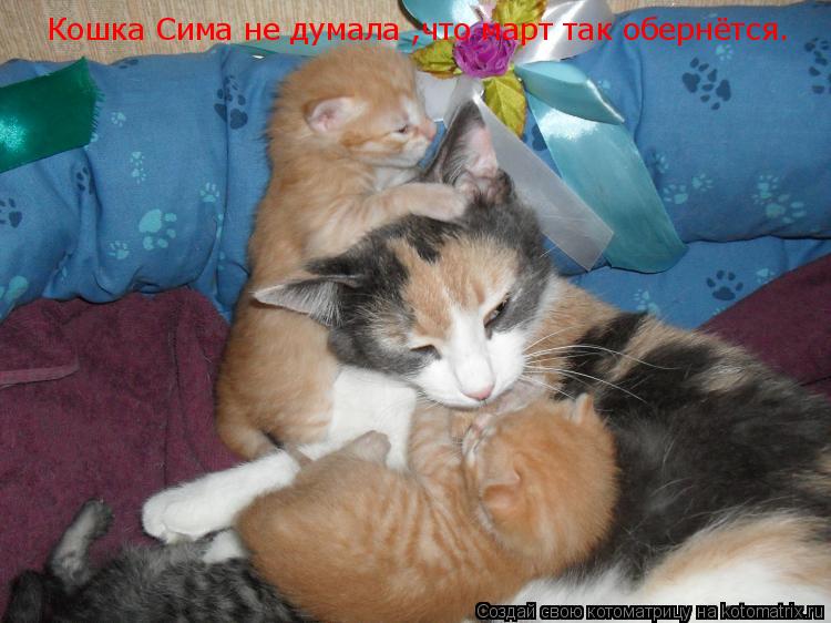 Котоматрица: Кошка Сима не думала ,что март так обернётся.