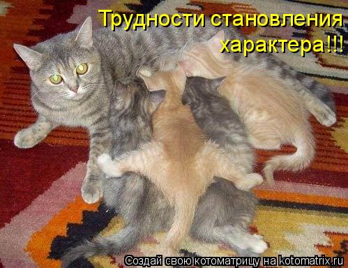 характера!!! Трудности становления... Котоматрица: характера!!! Трудности становления