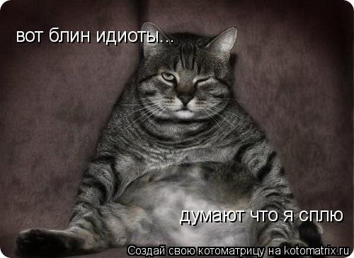 Котоматрица: вот блин идиоты... думают что я сплю