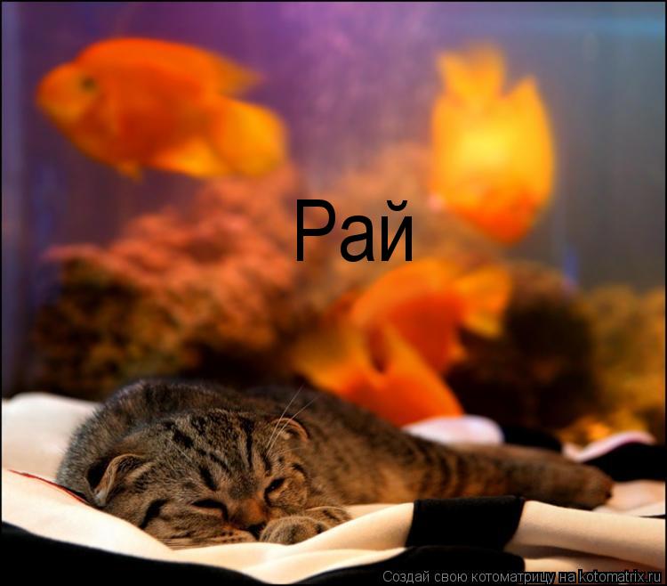 Котоматрица: Рай