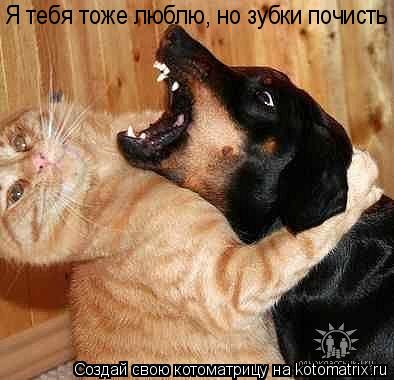Котоматрица: Я тебя тоже люблю, но зубки почисть