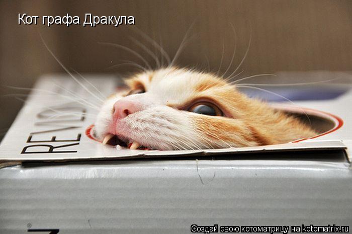 Котоматрица: Кот графа Дракула