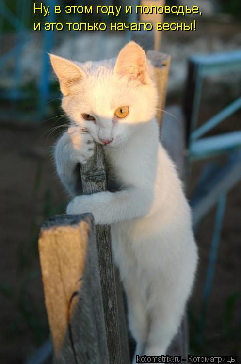 Котоматрица: Ну, в этом году и половодье,  и это только начало весны!