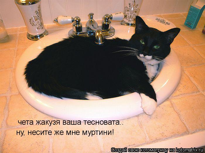 Котоматрица: чета жакузя ваша тесновата.. ну, несите же мне муртини!