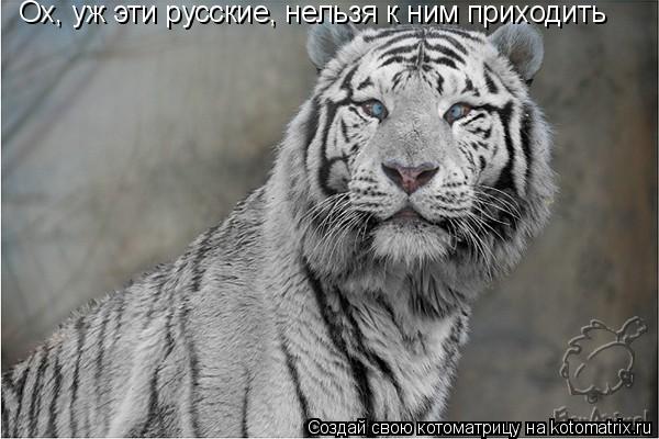 Котоматрица: Ох, уж эти русские, нельзя к ним приходить