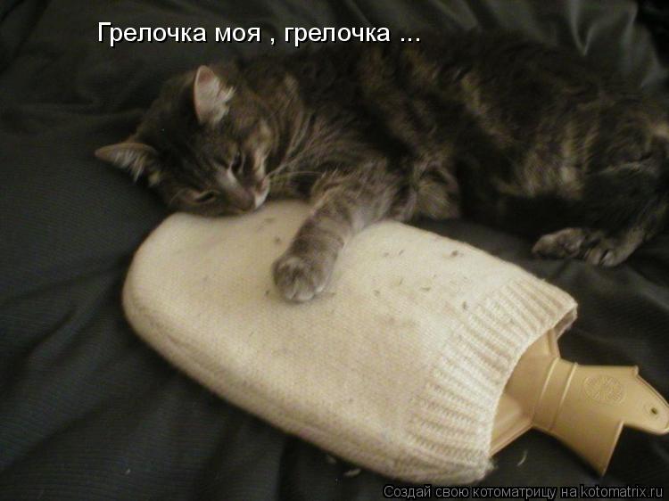 Котоматрица: Грелочка моя , грелочка ...