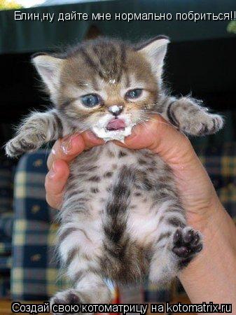 Котоматрица: Блин,ну дайте мне нормально побриться!!!